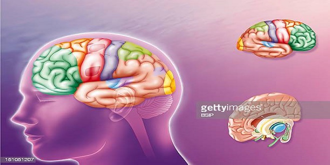 The Two Hemispheres of the Brain