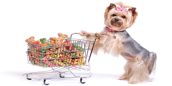 Reasons Why People Need To Choose A Online Pet Store Instead Of Offline