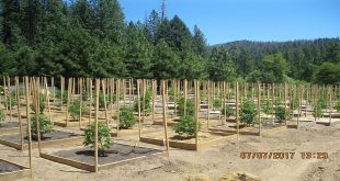 What You Should Know About Growing Weed in California