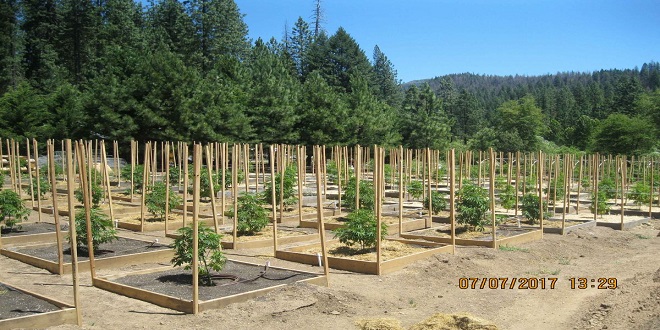 What You Should Know About Growing Weed in California