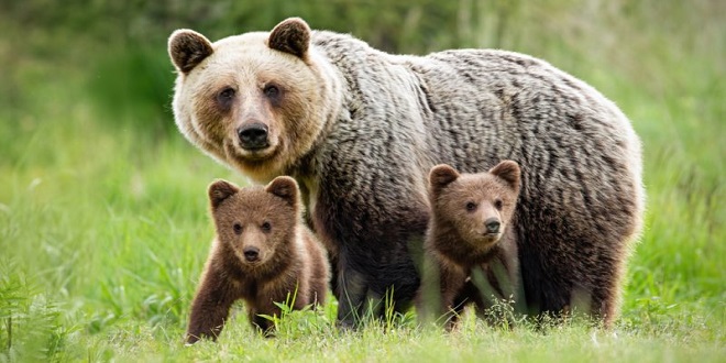 Which Area Is Best Suited For Grizzly Bears