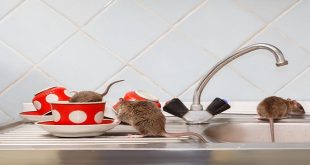 How to Prevent Mice Infestations