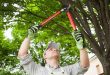 Navigating Through The Significance of Routine Tree Care Services