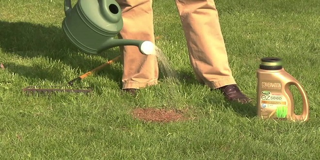 How to Prevent Lawn Burn from the Summer Heat