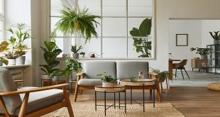 Top 10 Indoor Plants for Living Rooms